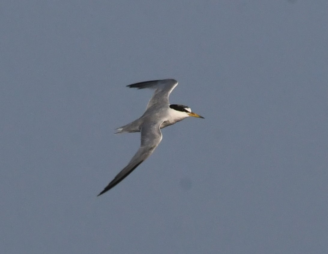 Least Tern - David True