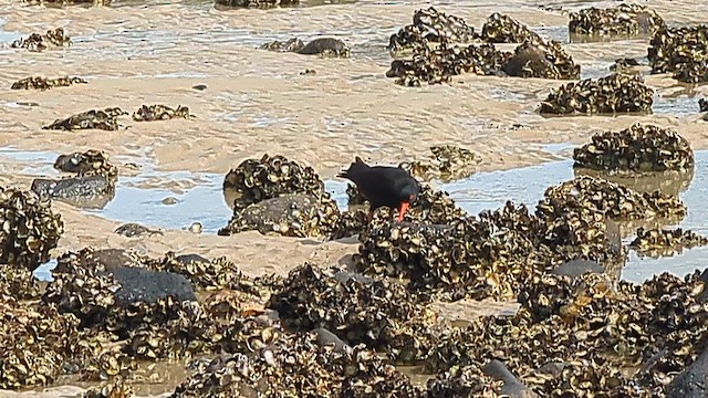 Sooty Oystercatcher - ML622797075