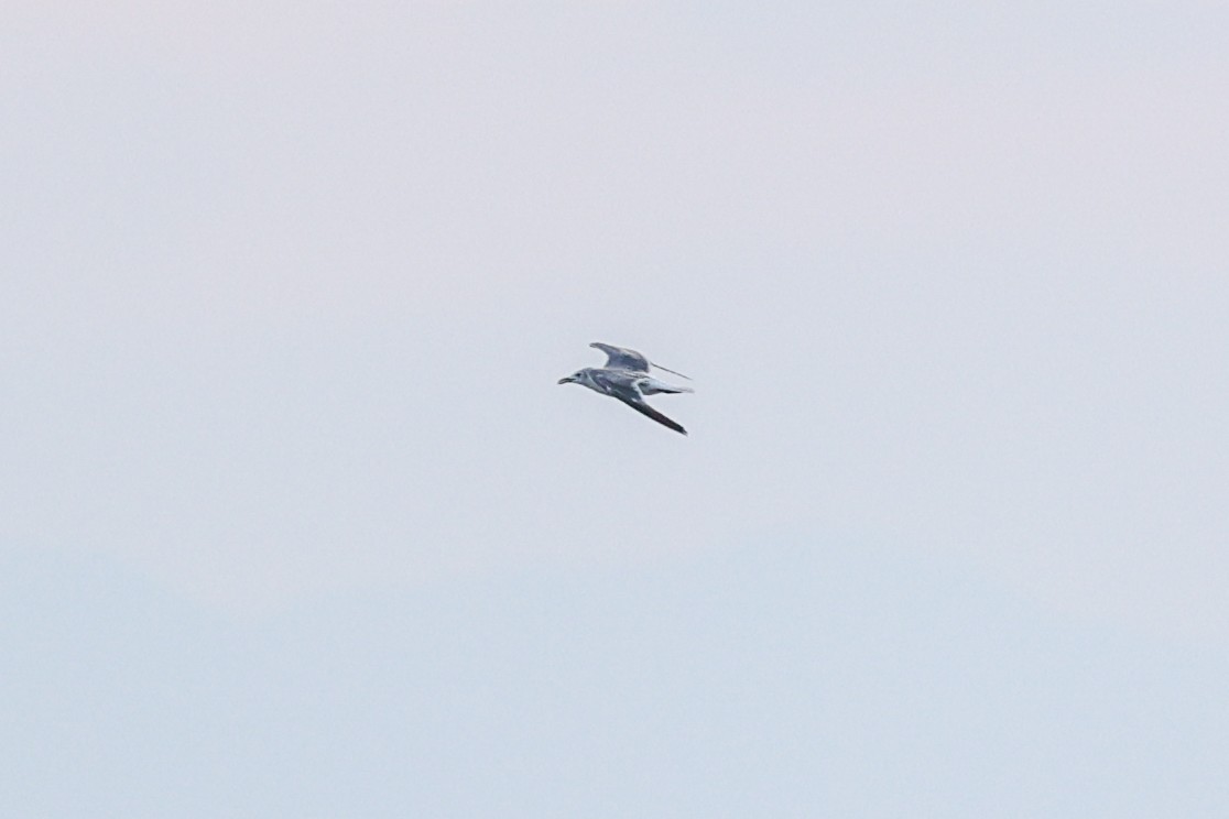 Laughing Gull - Tom Feild