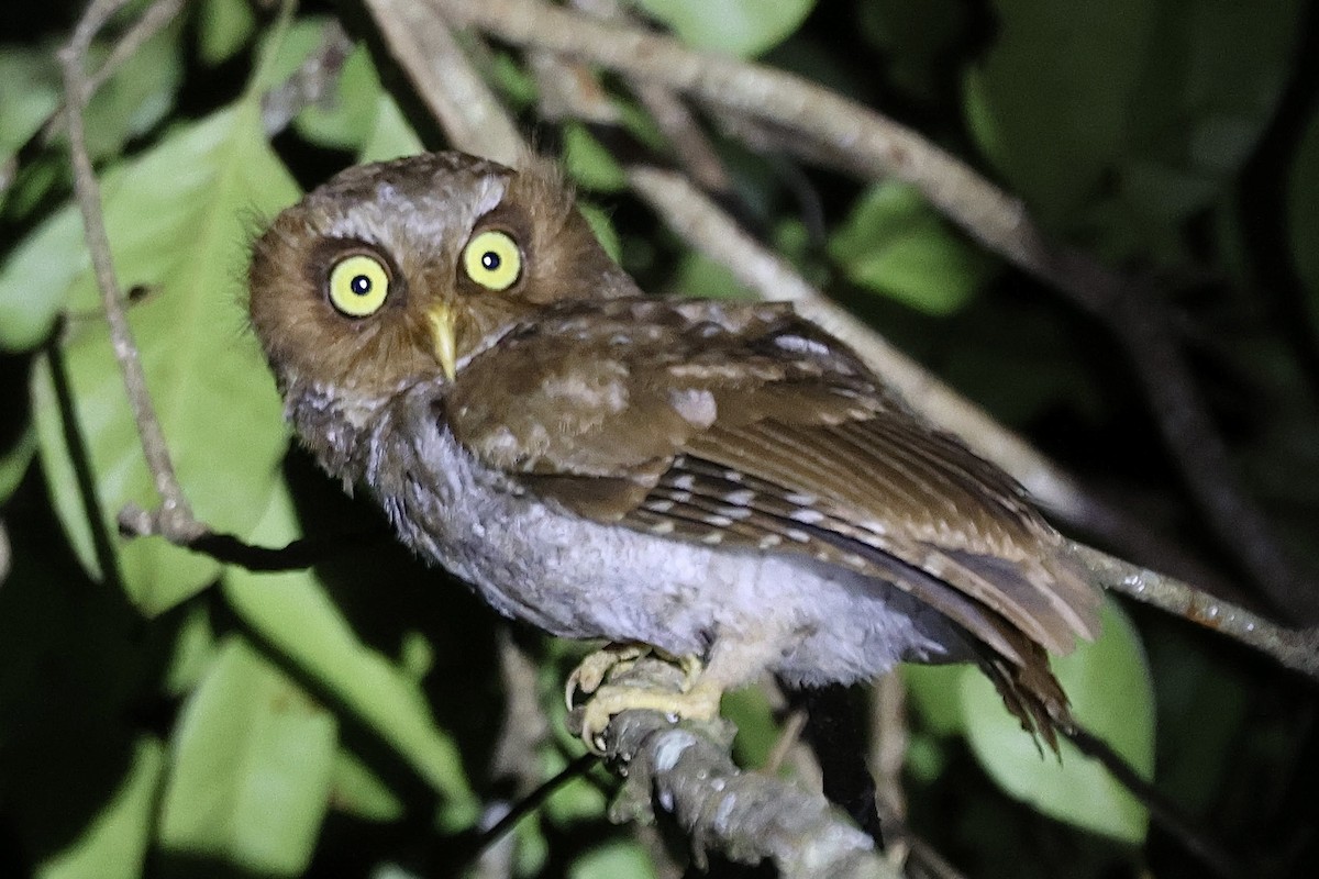 Flores Scops-Owl - ML622797080