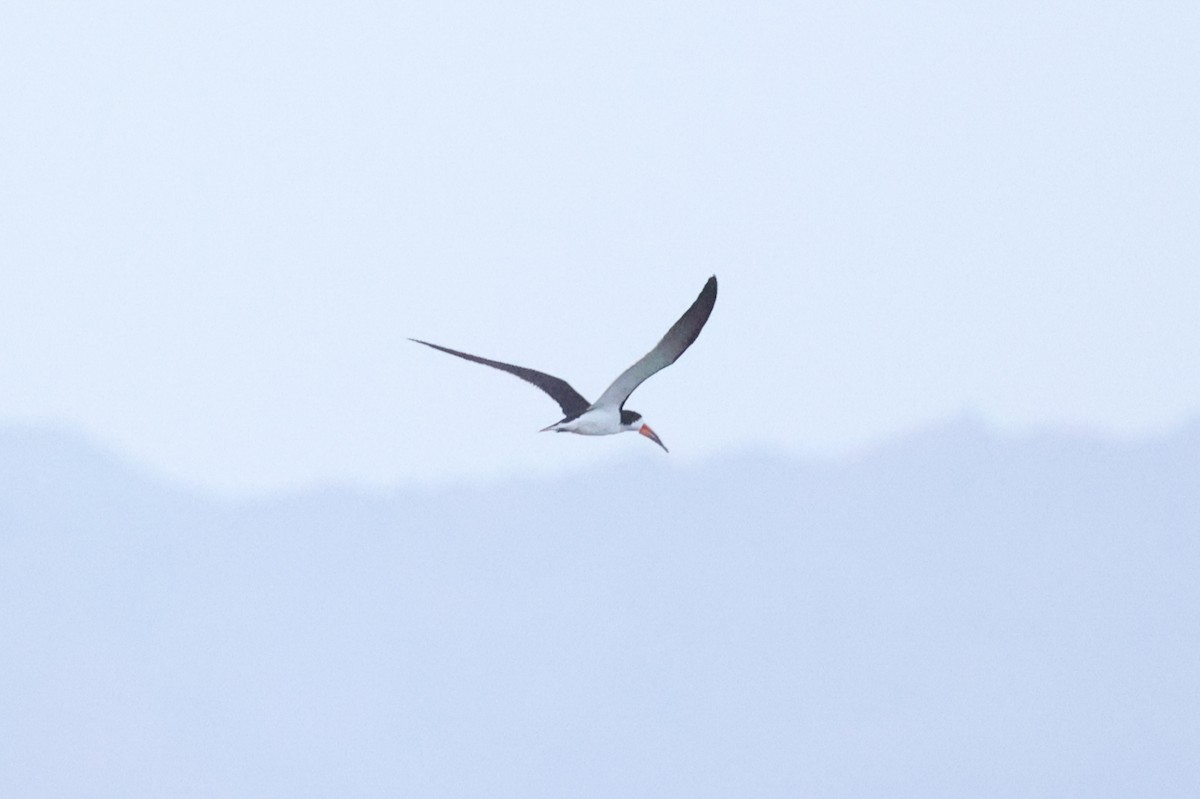 Black Skimmer - ML622797086