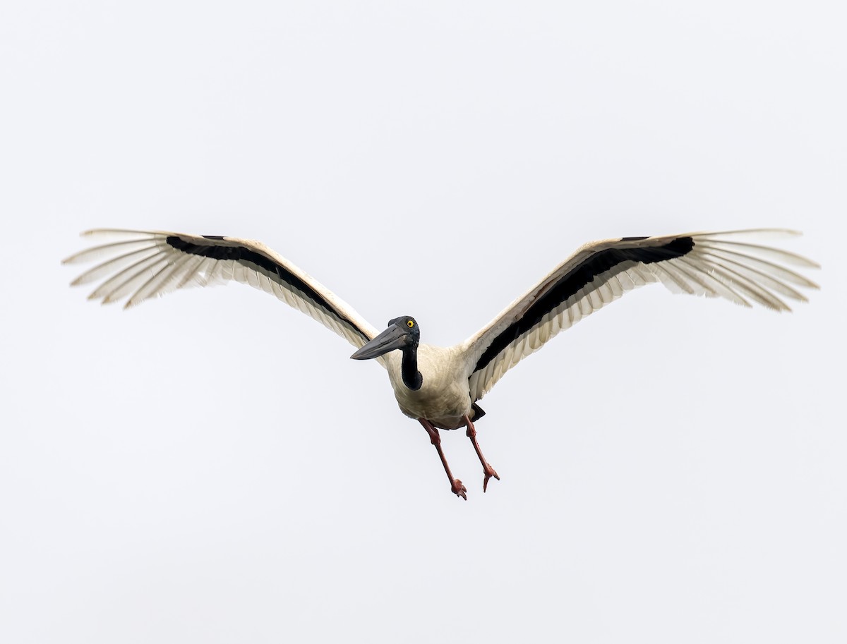 Black-necked Stork - ML622797090