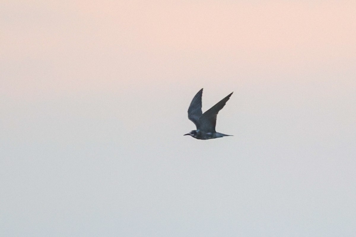 Black Tern - ML622797091