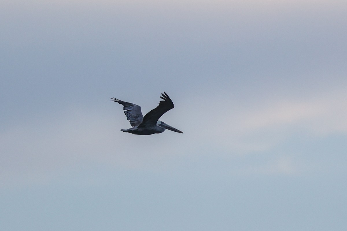 Brown Pelican - ML622797098