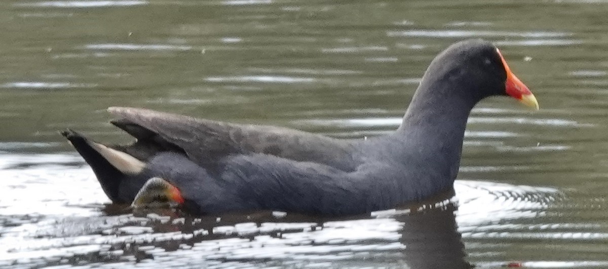 Dusky Moorhen - Alan Coates