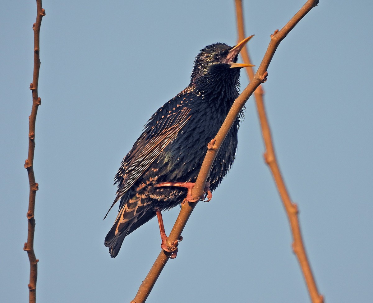 European Starling - Sebastian Otero