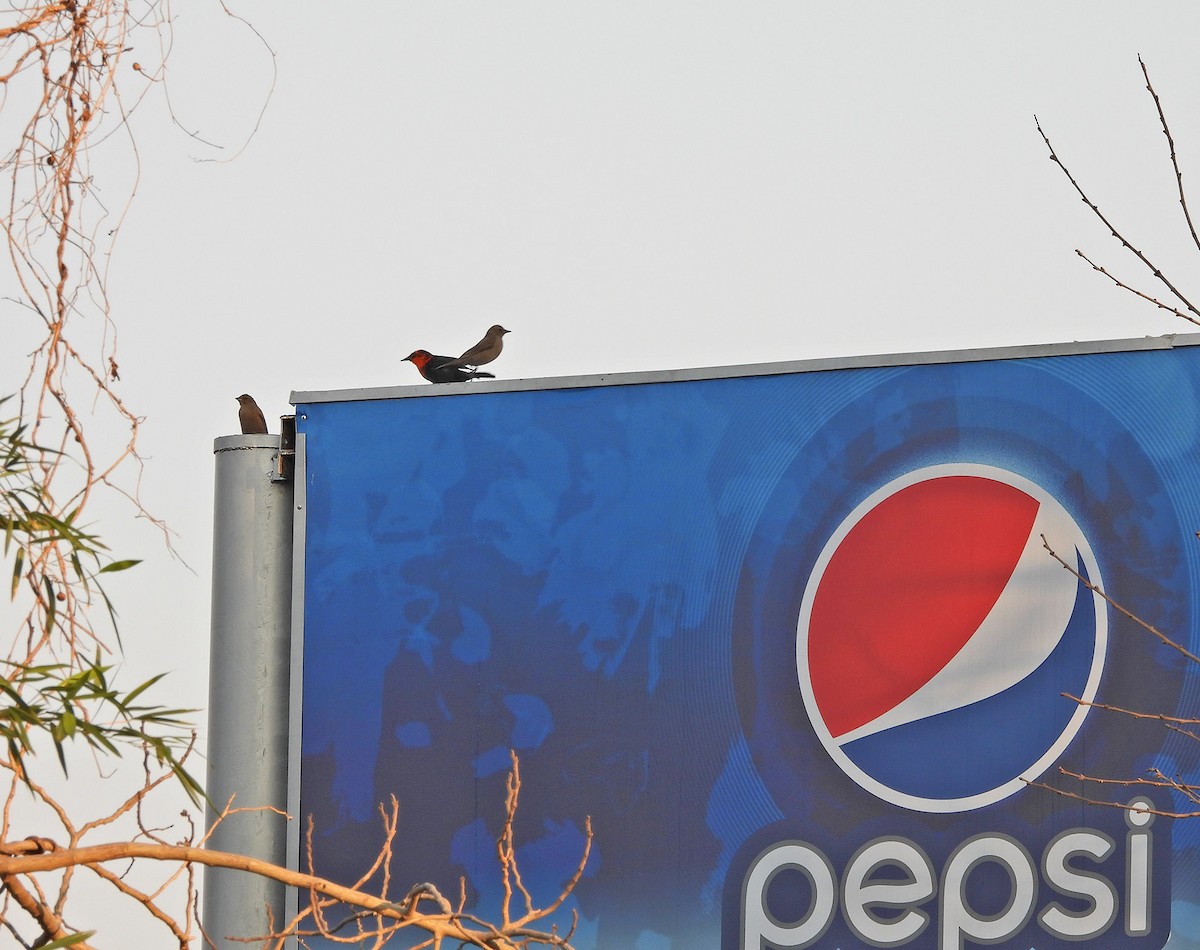 Scarlet-headed Blackbird - Sebastian Otero