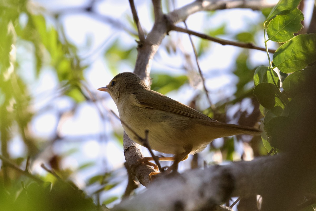 Acrocephalus sp. - ML622797194