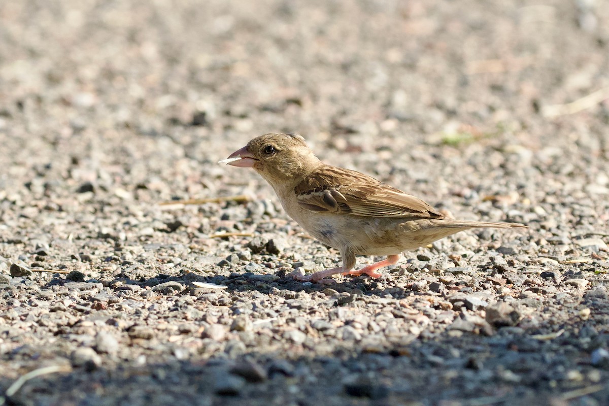 House Sparrow - Dorna Mojab