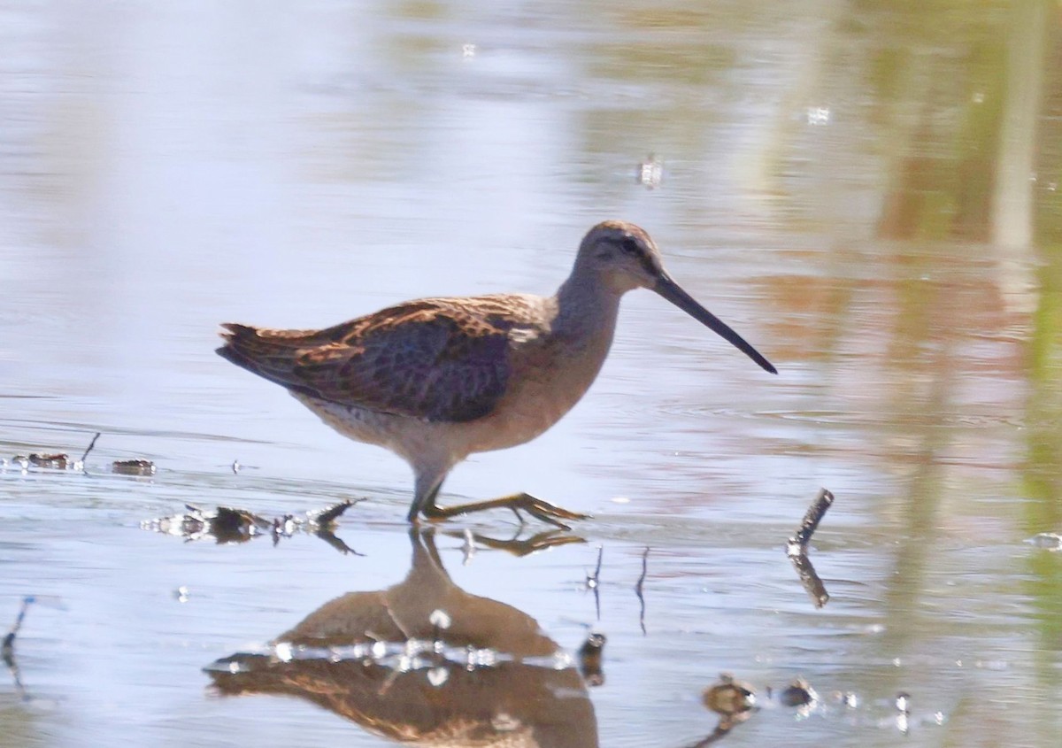 Short-billed Dowitcher - Greg Cross