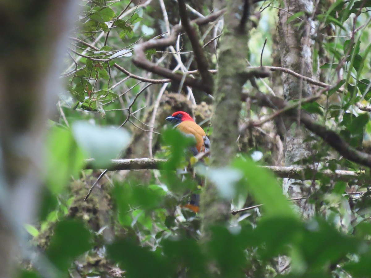 Whitehead's Trogon - ML622797209