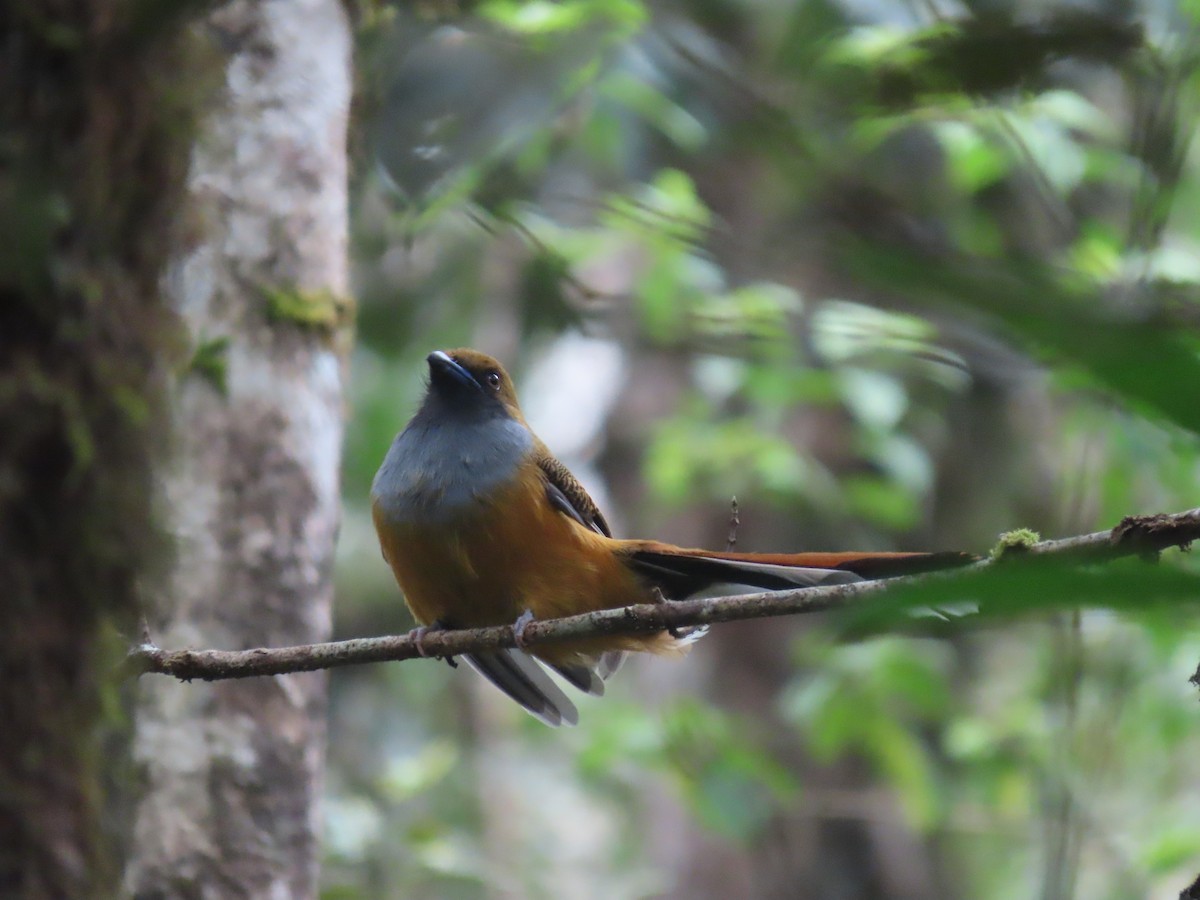 Whitehead's Trogon - ML622797216