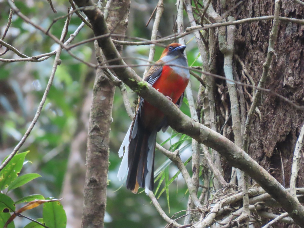 Whitehead's Trogon - ML622797218