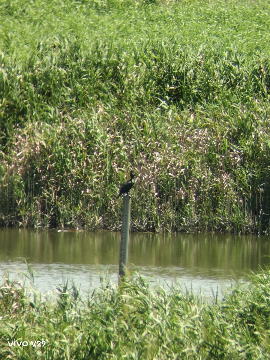 Great/Japanese Cormorant - wen o