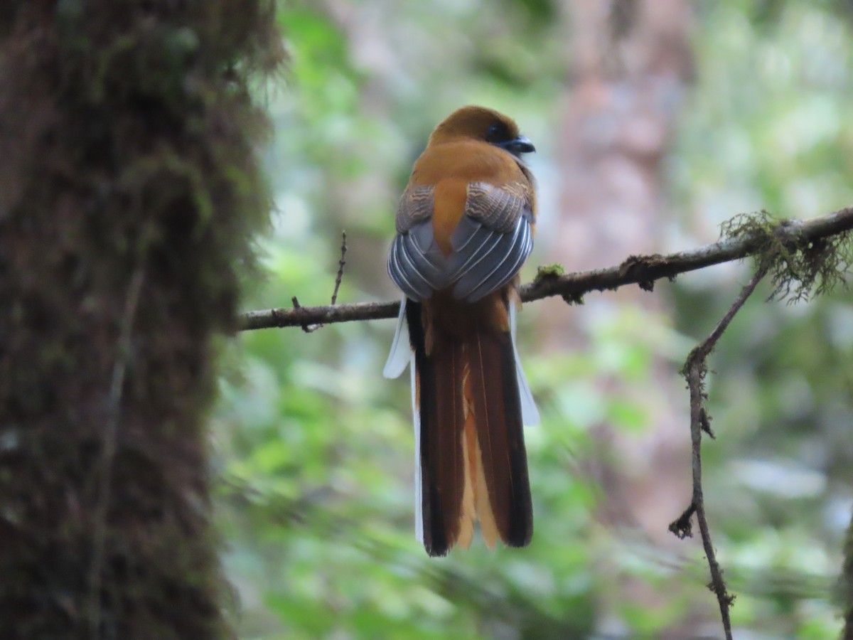 Whitehead's Trogon - ML622797220