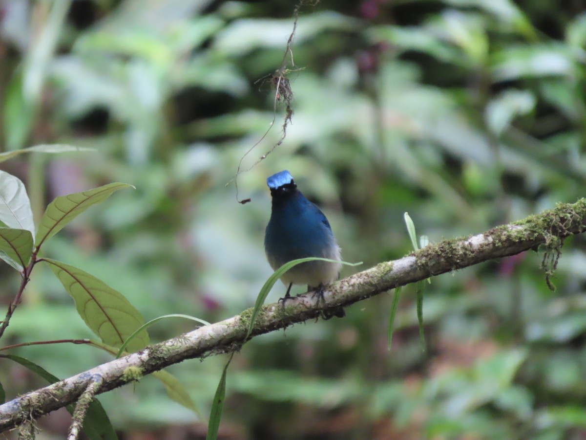 Indigo Flycatcher - 鵂 劉