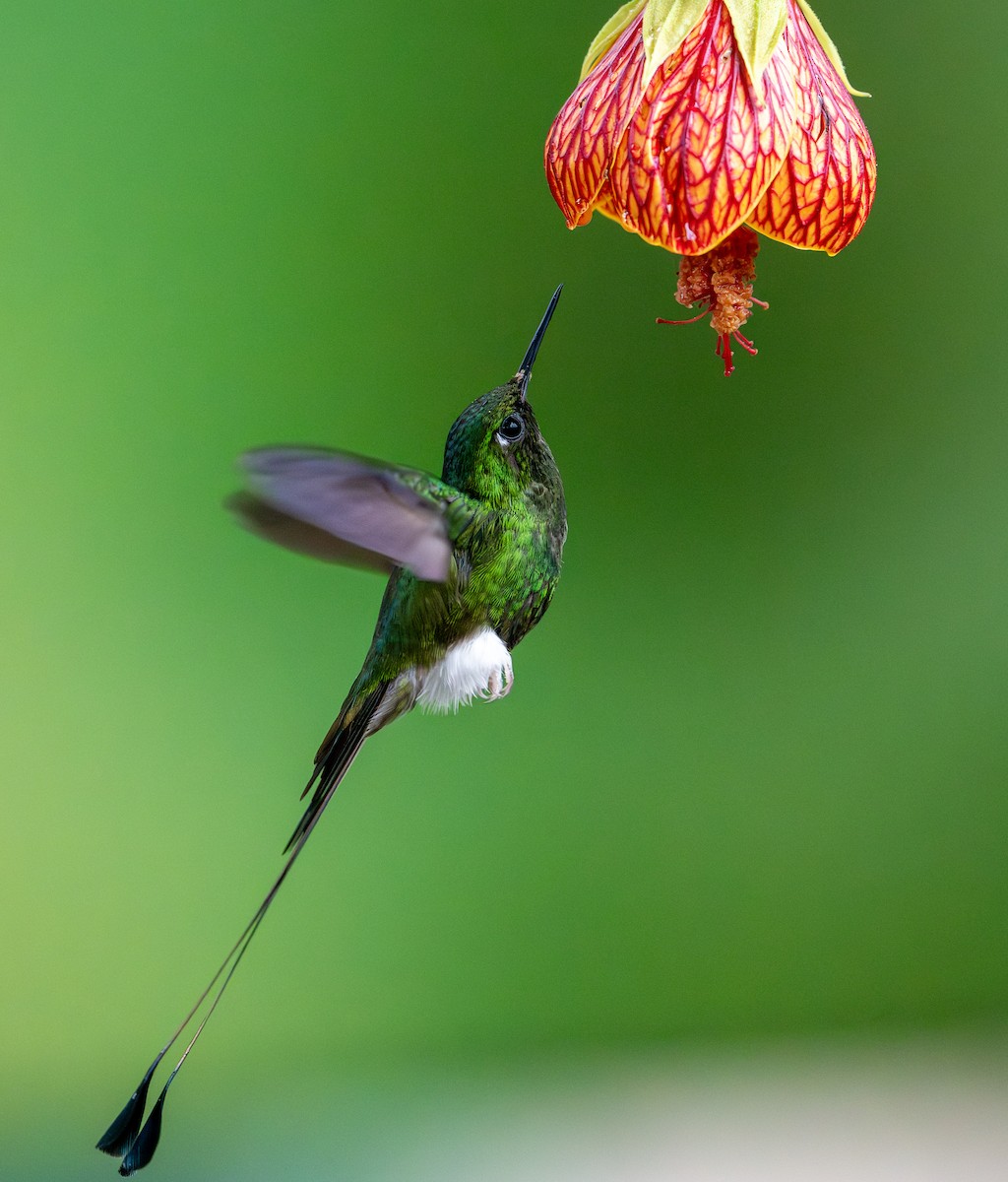 White-booted Racket-tail - Mel Senac