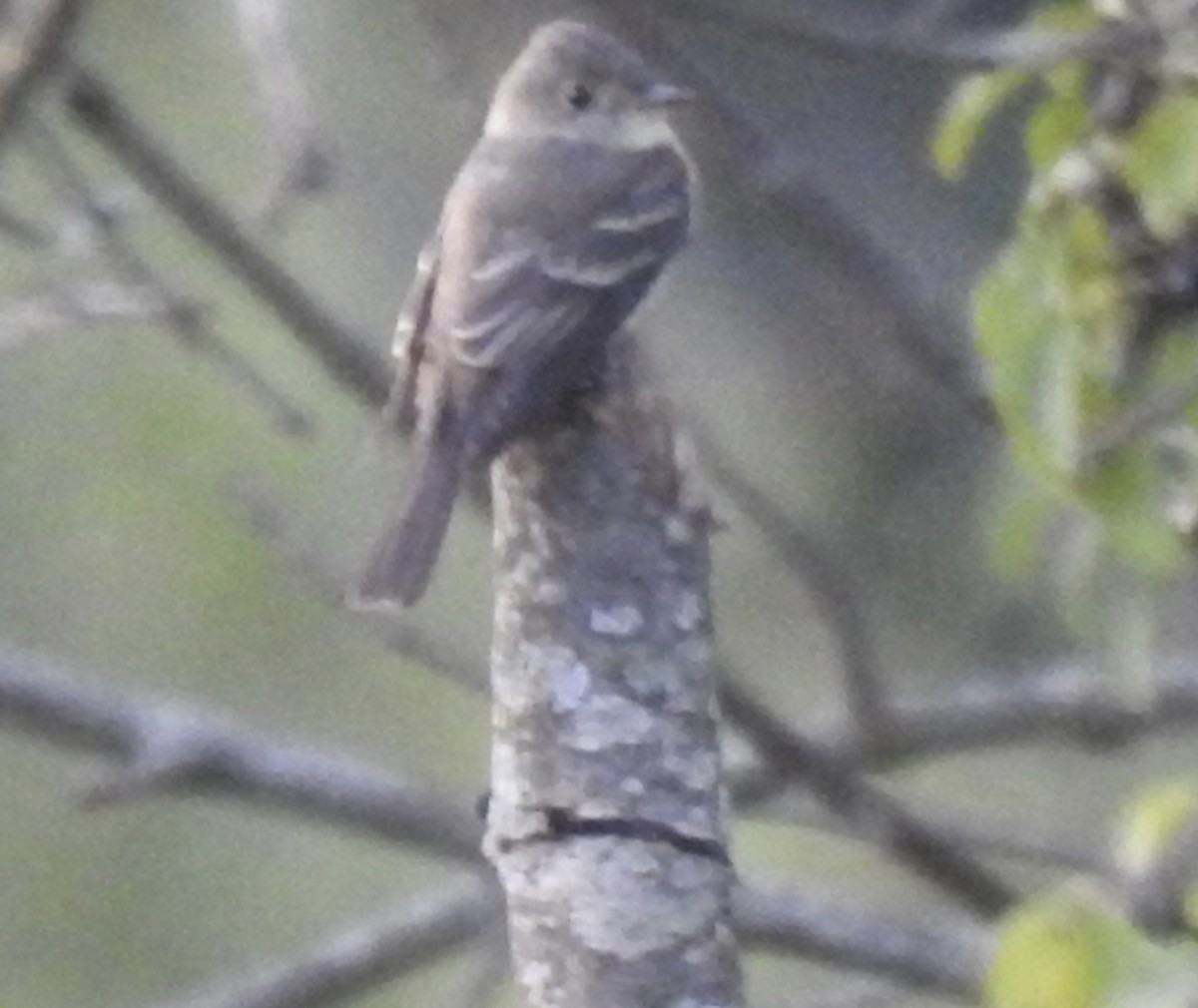 Least Flycatcher - T C