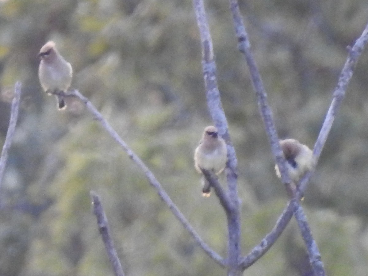 Cedar Waxwing - T C