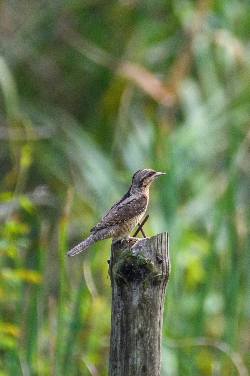 Eurasian Wryneck - Suvadip Kundu