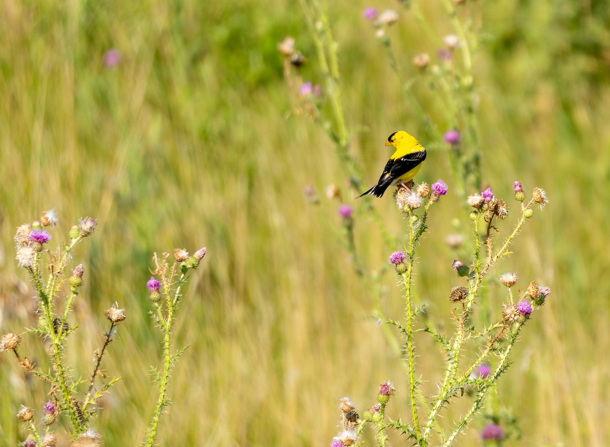 American Goldfinch - Chad Berry