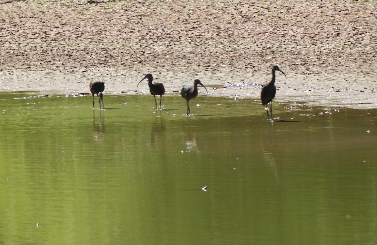 White-faced Ibis - Sara Caulk