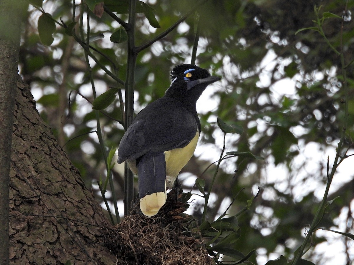 Plush-crested Jay - Sebastian Otero