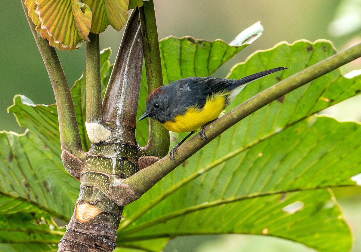 Slate-throated Redstart - Mel Senac