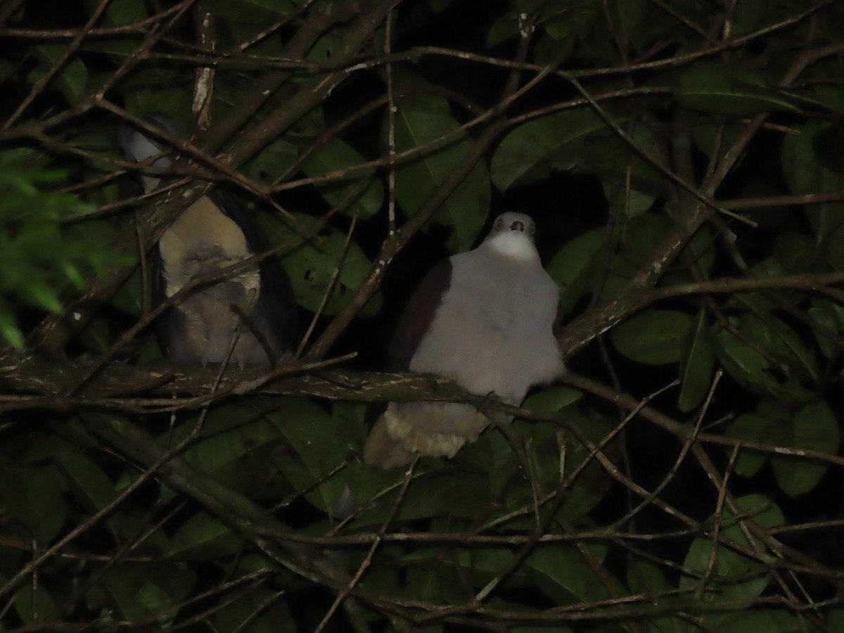 Mountain Imperial-Pigeon - 鵂 劉