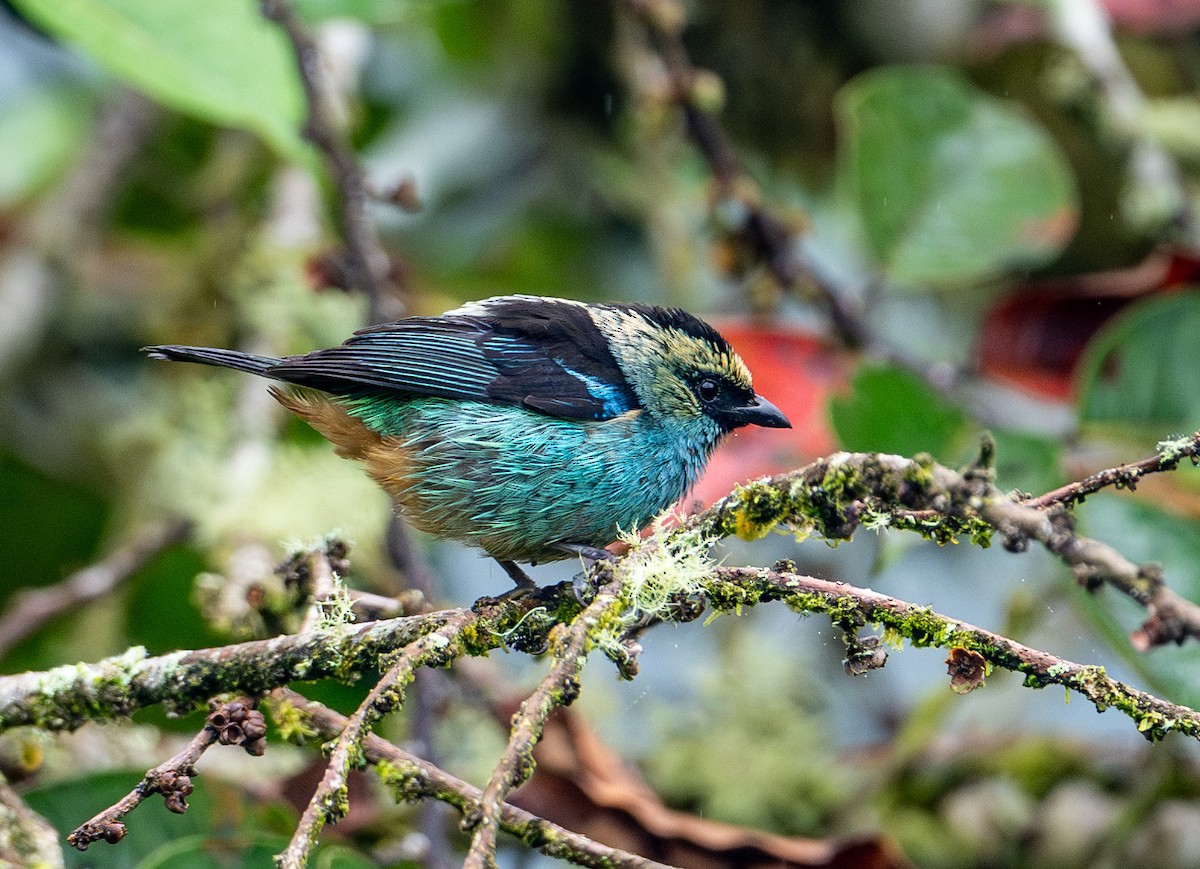 Metallic-green Tanager - ML622797330