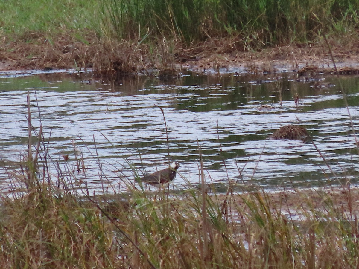 Northern Lapwing - Clemente Álvarez Usategui