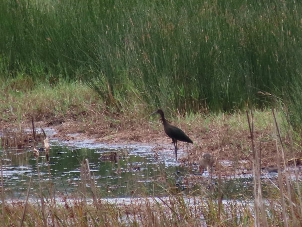 Glossy Ibis - Clemente Álvarez Usategui