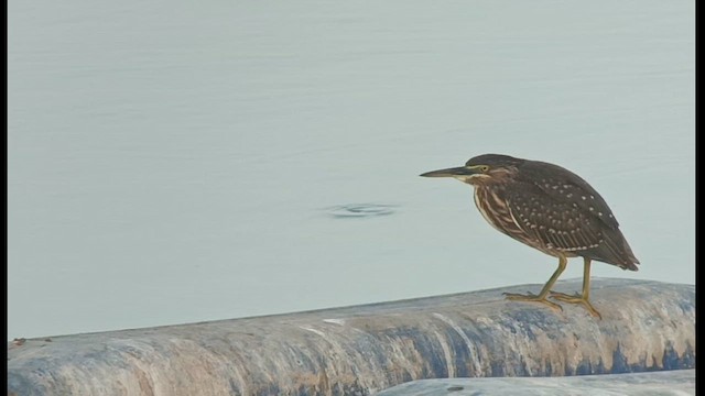 Striated Heron - ML622797354