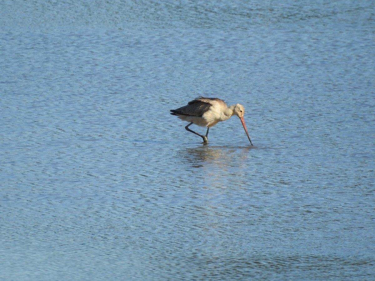 Marbled Godwit - Philip Steiner