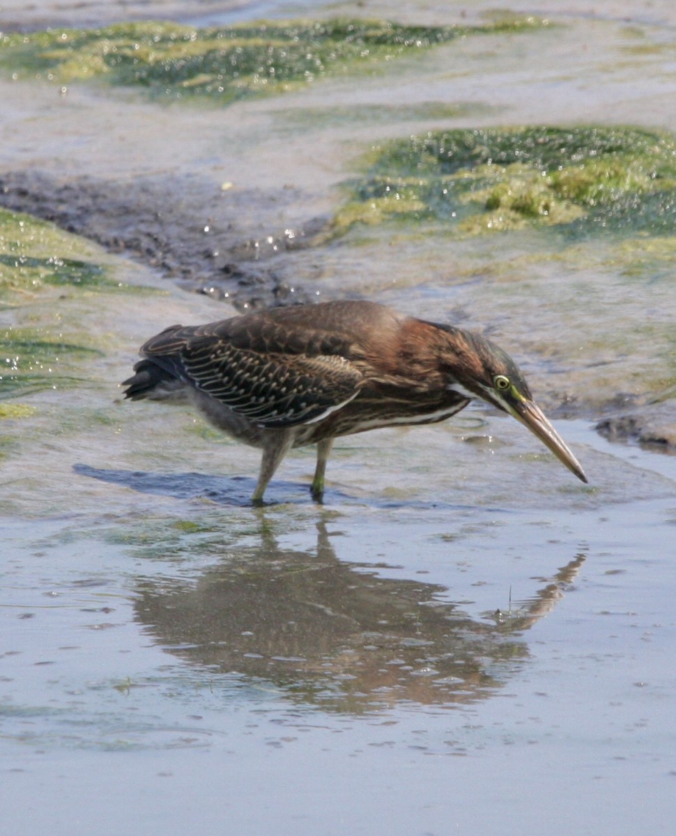 Green Heron - John "Jay" Walko