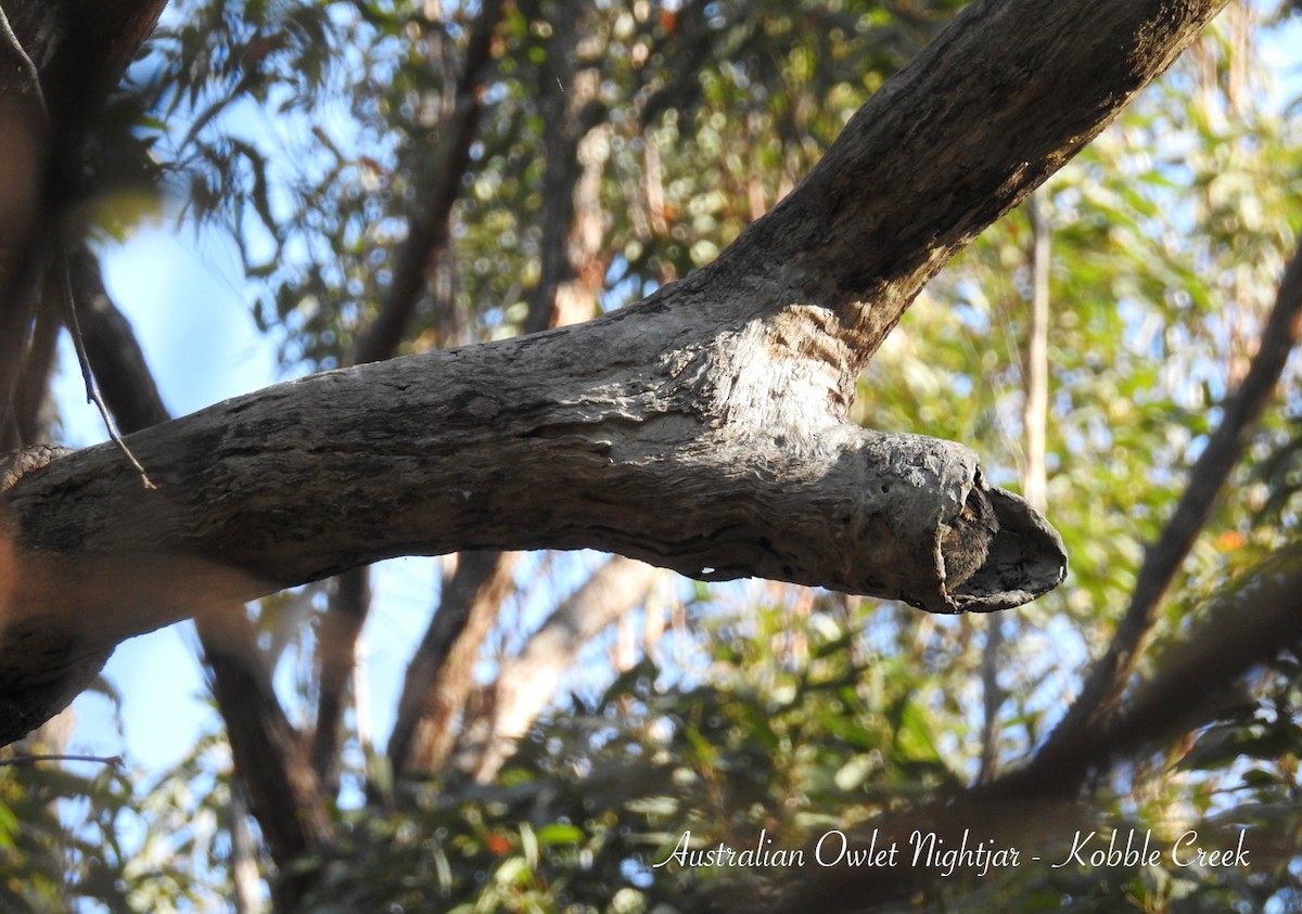 Australian Owlet-nightjar - ML622797394