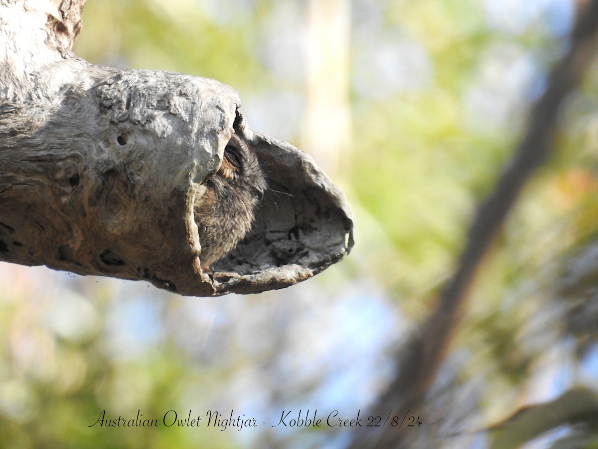 Australian Owlet-nightjar - ML622797395