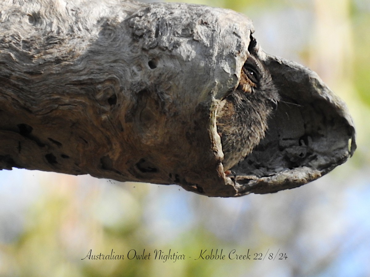 Australian Owlet-nightjar - Marie Tarrant