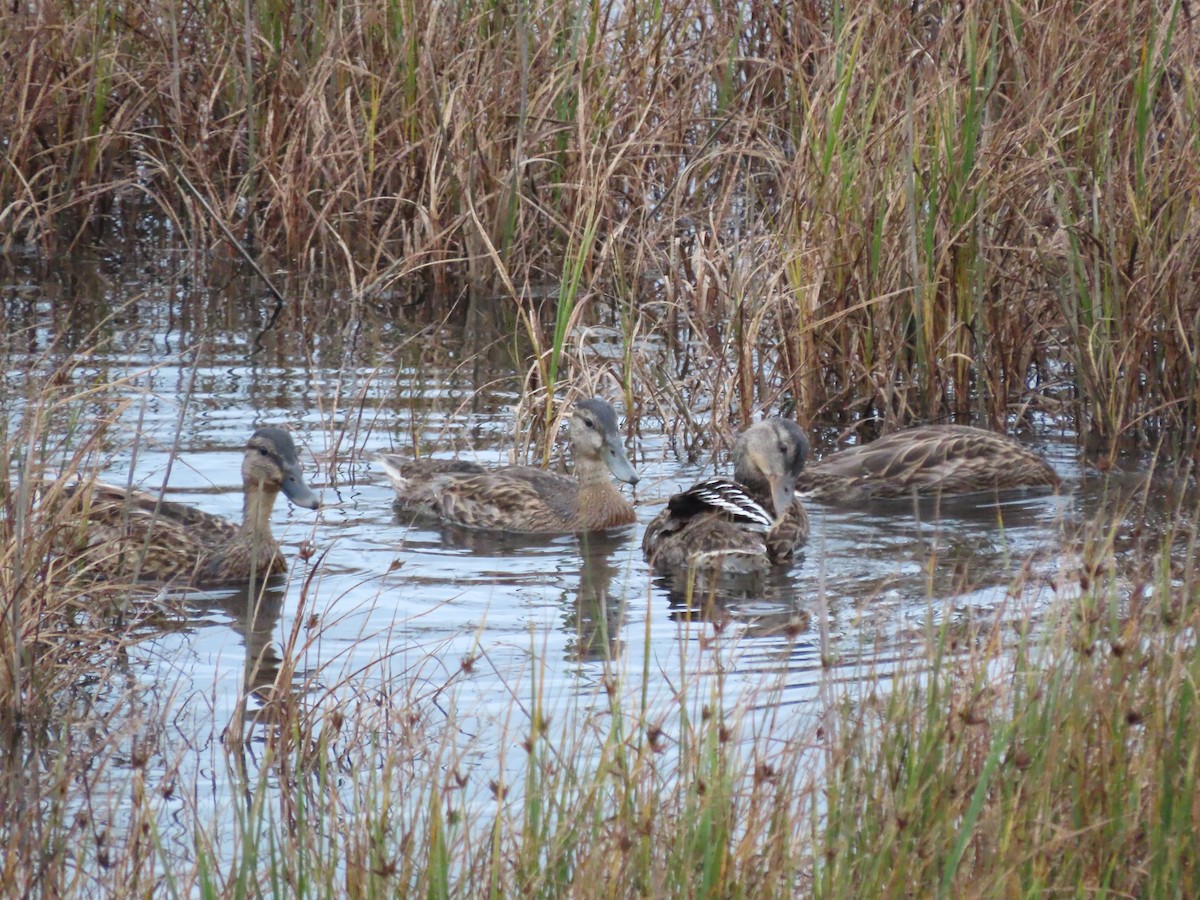 Mallard - Clemente Álvarez Usategui