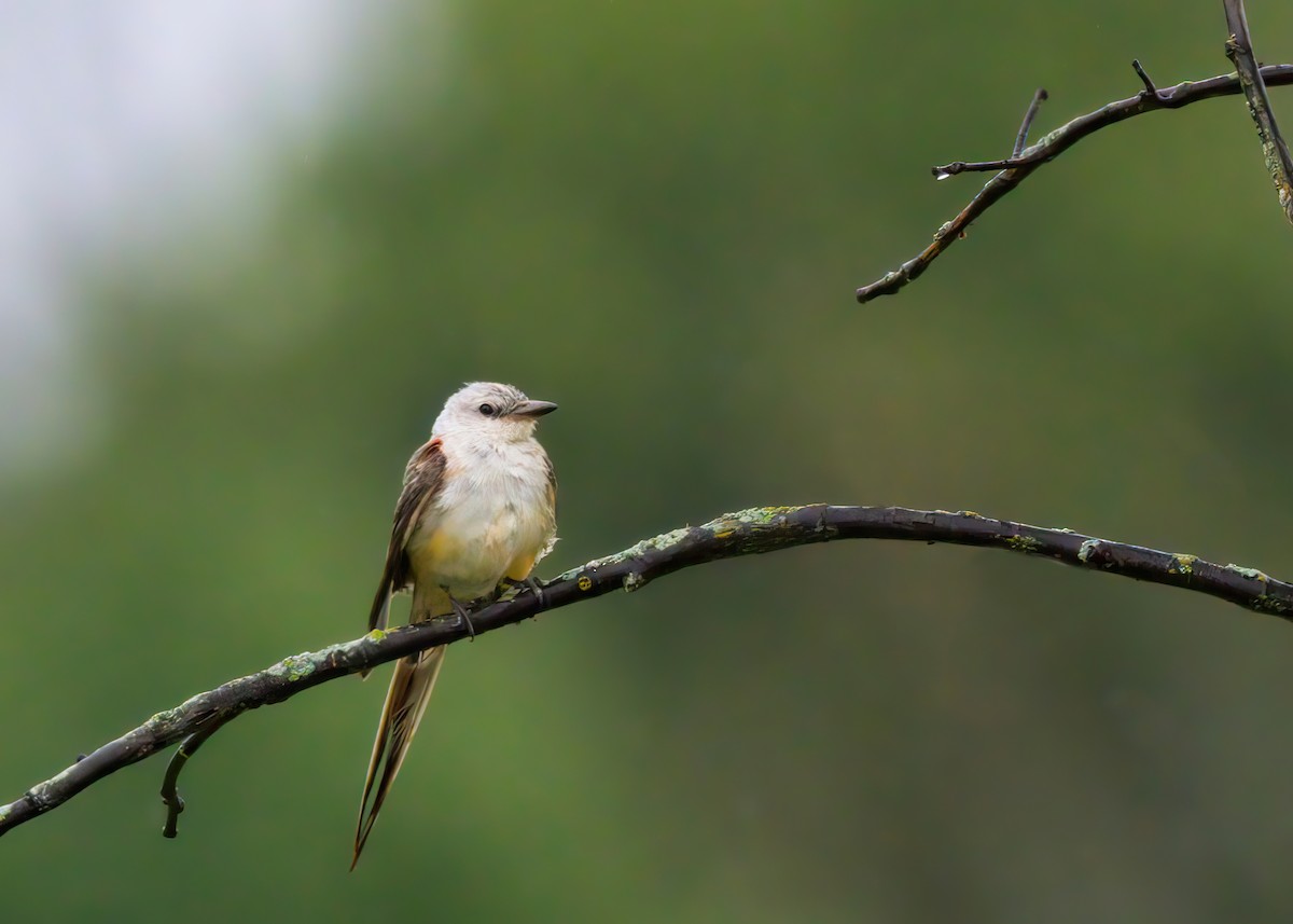 Scissor-tailed Flycatcher - Sylvain Lapointe