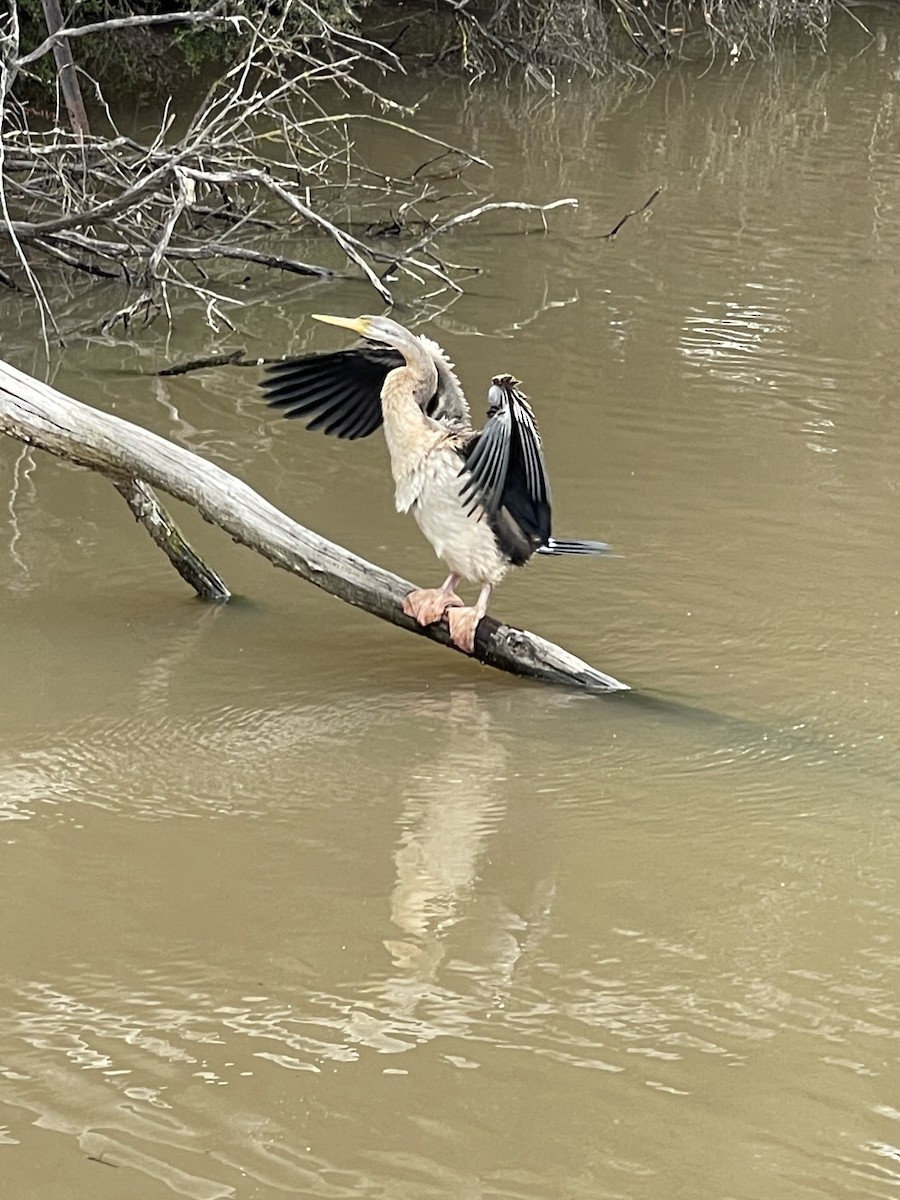 Australasian Darter - Ethan Paladino