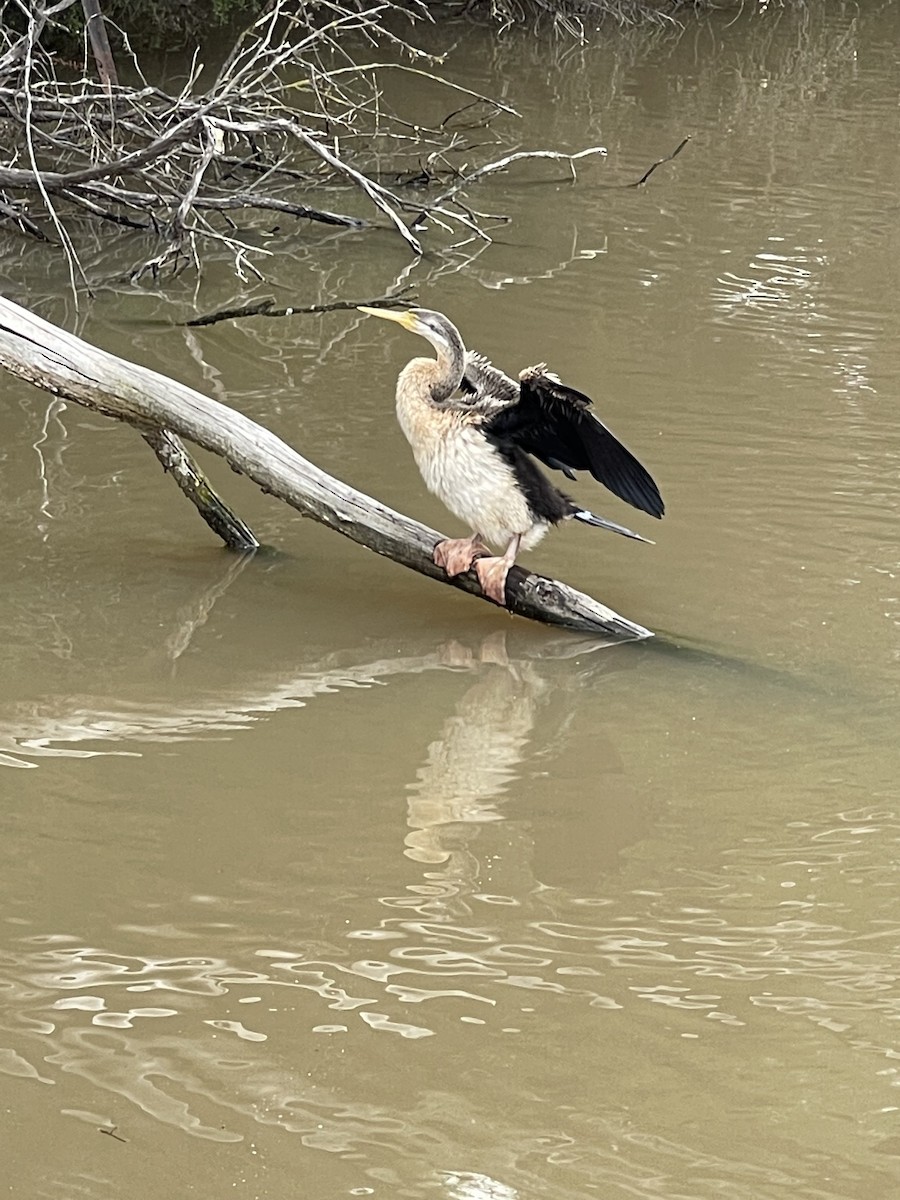 Australasian Darter - Ethan Paladino