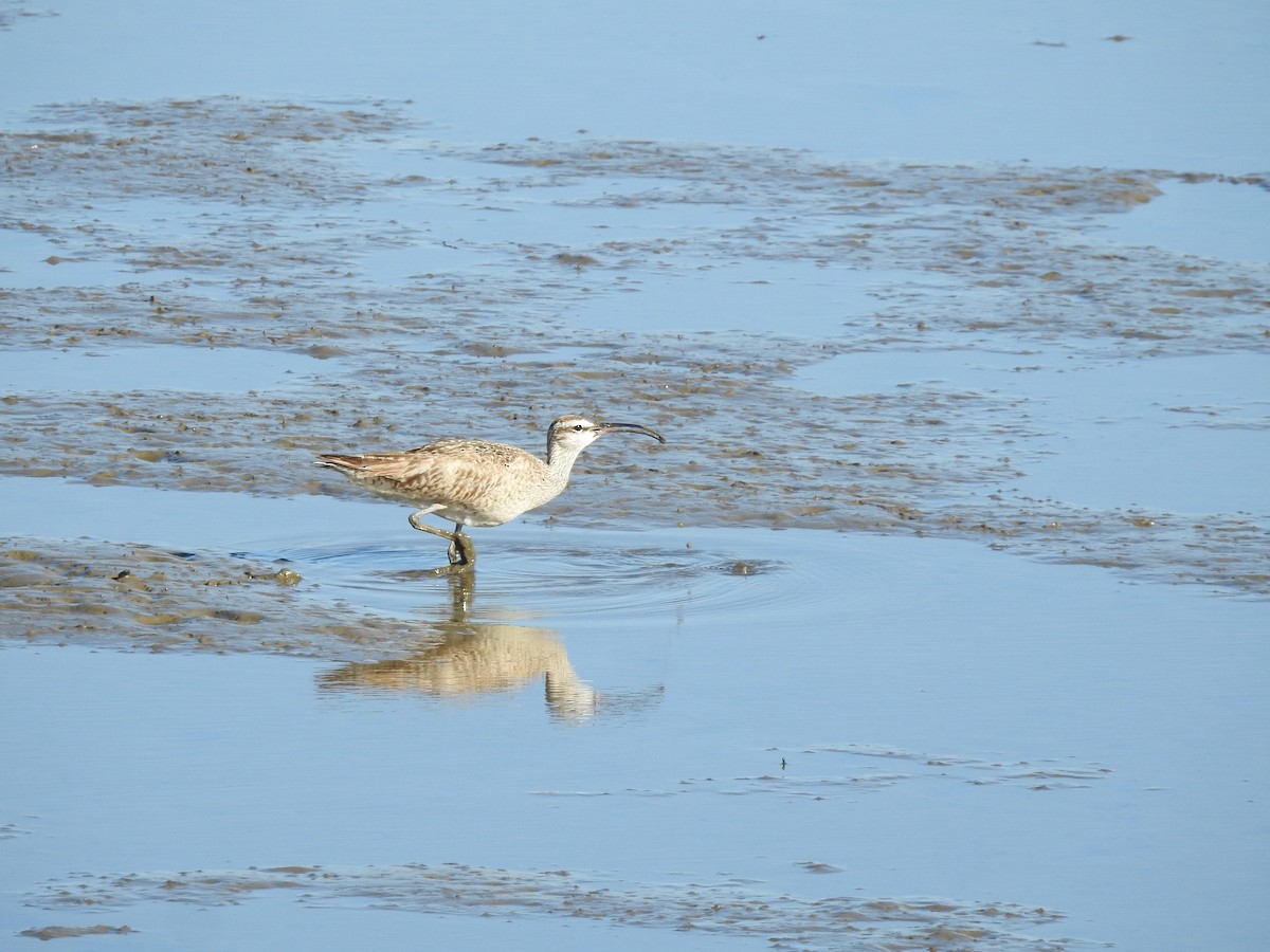 Whimbrel - Philip Steiner