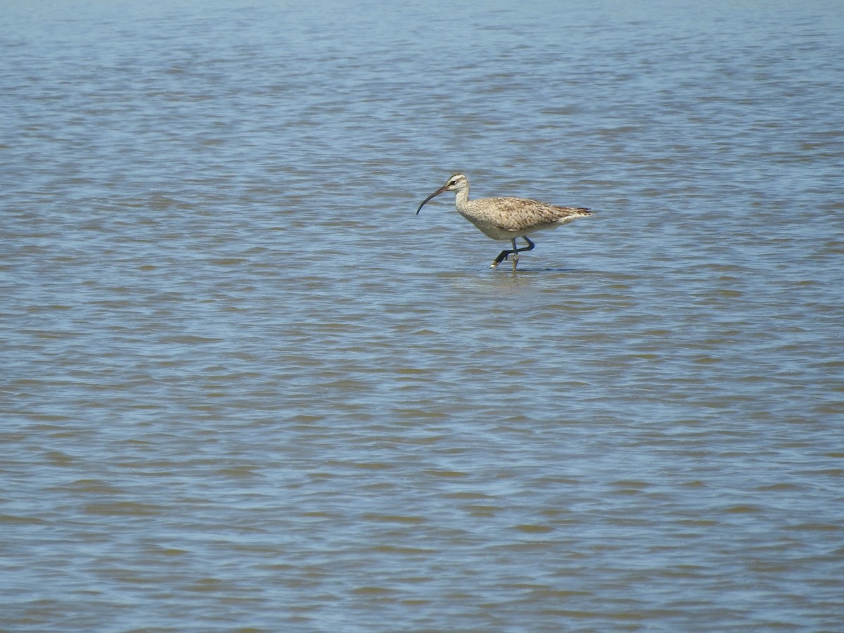 Whimbrel - Philip Steiner