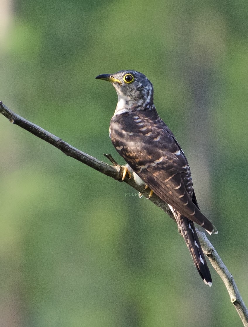 Indian Cuckoo - ML622797535