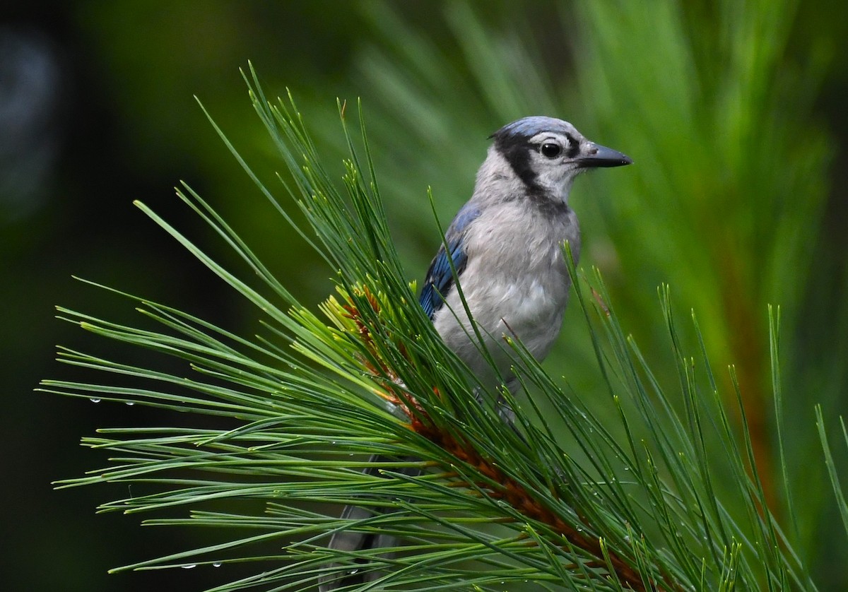 Blue Jay - David True