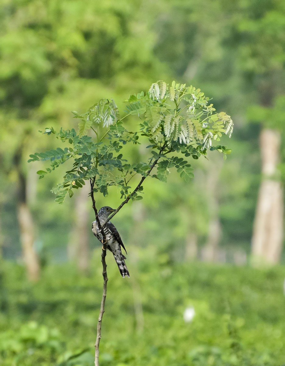 Indian Cuckoo - Ranadeep Sengupta