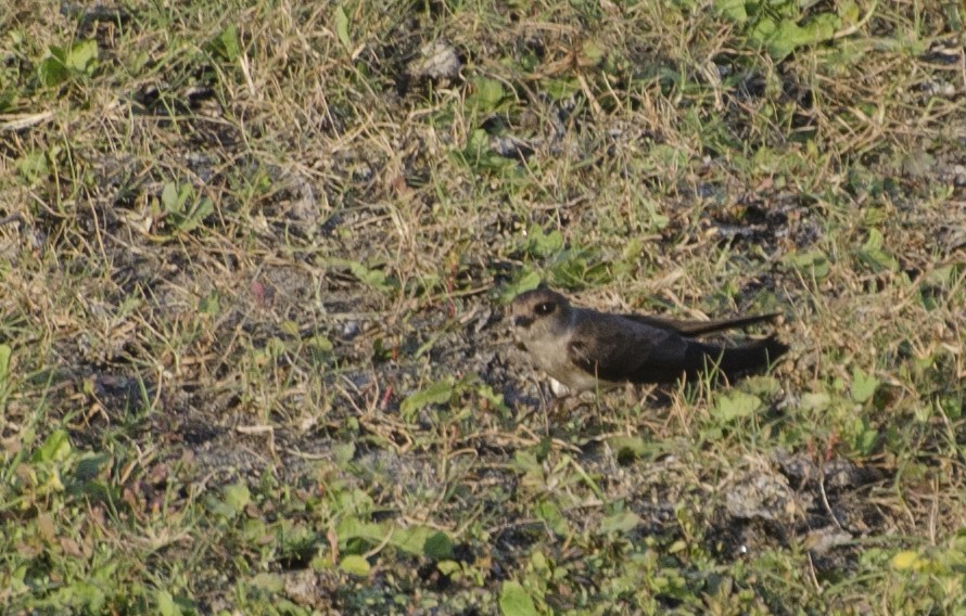 Gray-throated Martin - ML622797543