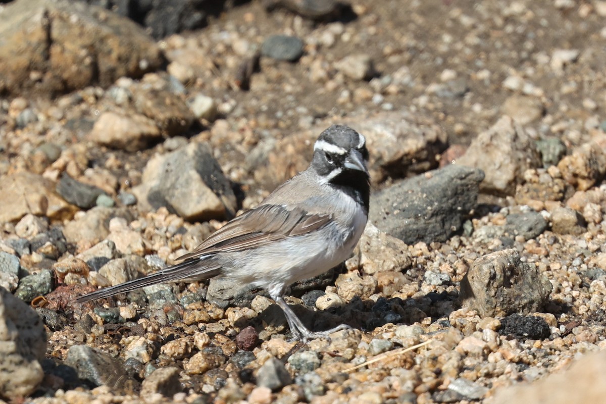 Black-throated Sparrow - Tom Feild