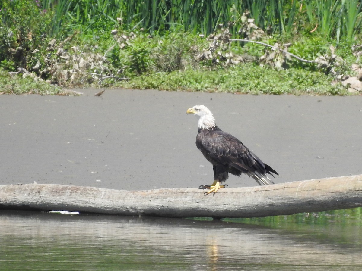 Bald Eagle - Philip Steiner